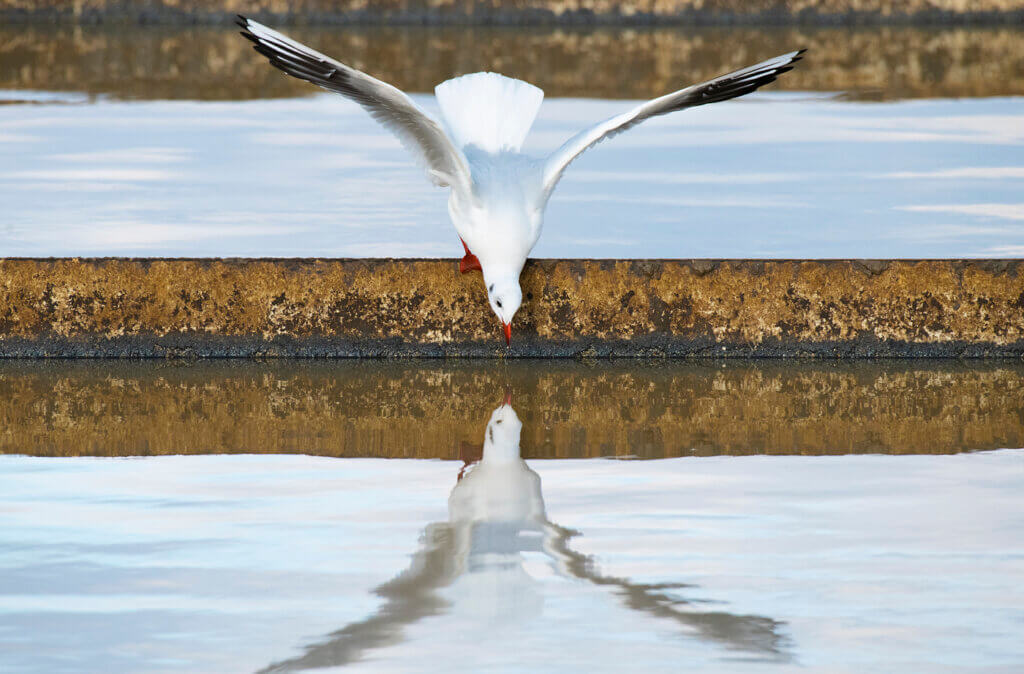 Das Bild zeigt eine Möwe, die sich in einem Vorklärbecken der Wiener Kläranlage spiegelt. © ebswien/Wiener Wildnis