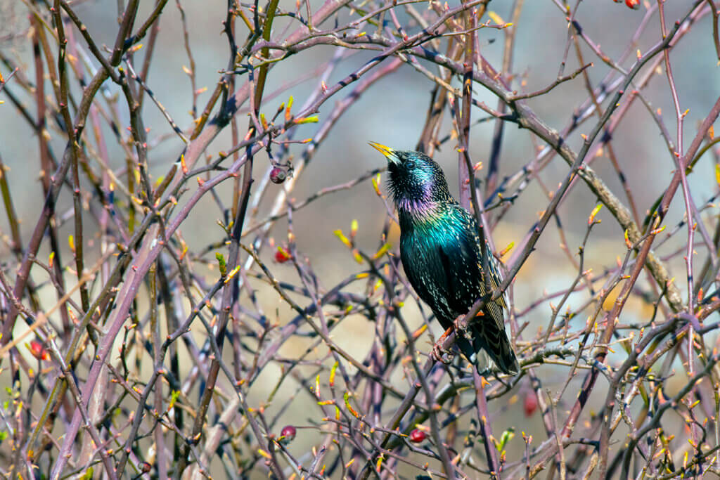 Das Bild zeigt einen Star auf dem Gelände der Wiener Kläranlage. © ebswien/Wiener Wildnis