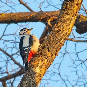 Das Bild zeigt einen Buntspecht auf dem Gelände der Wiener Kläranlage. © ebswien/Wiener Wildnis