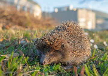 Das Bild zeigt einen Igel auf dem Gelände der Wiener Kläranlage. © ebswien/Wiener Wildnis