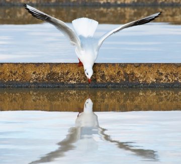 Das Bild zeigt eine Möwe, die sich in einem Vorklärbecken der Wiener Kläranlage spiegelt. © ebswien/Wiener Wildnis